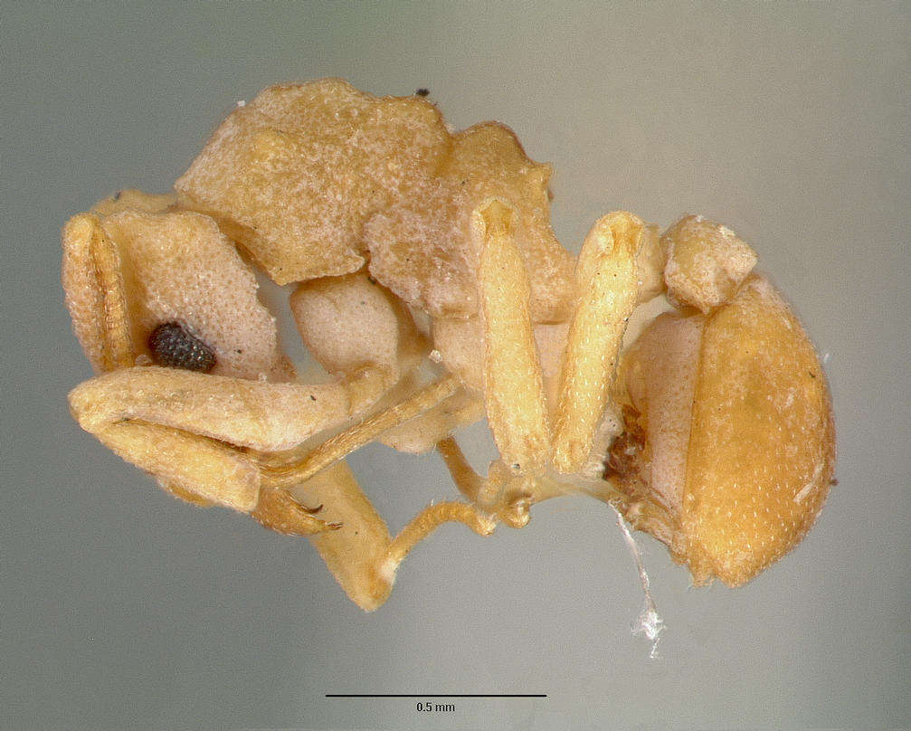 Image de Cyphomyrmex flavidus Pergande 1896