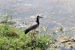 Image of Long-toed Lapwing