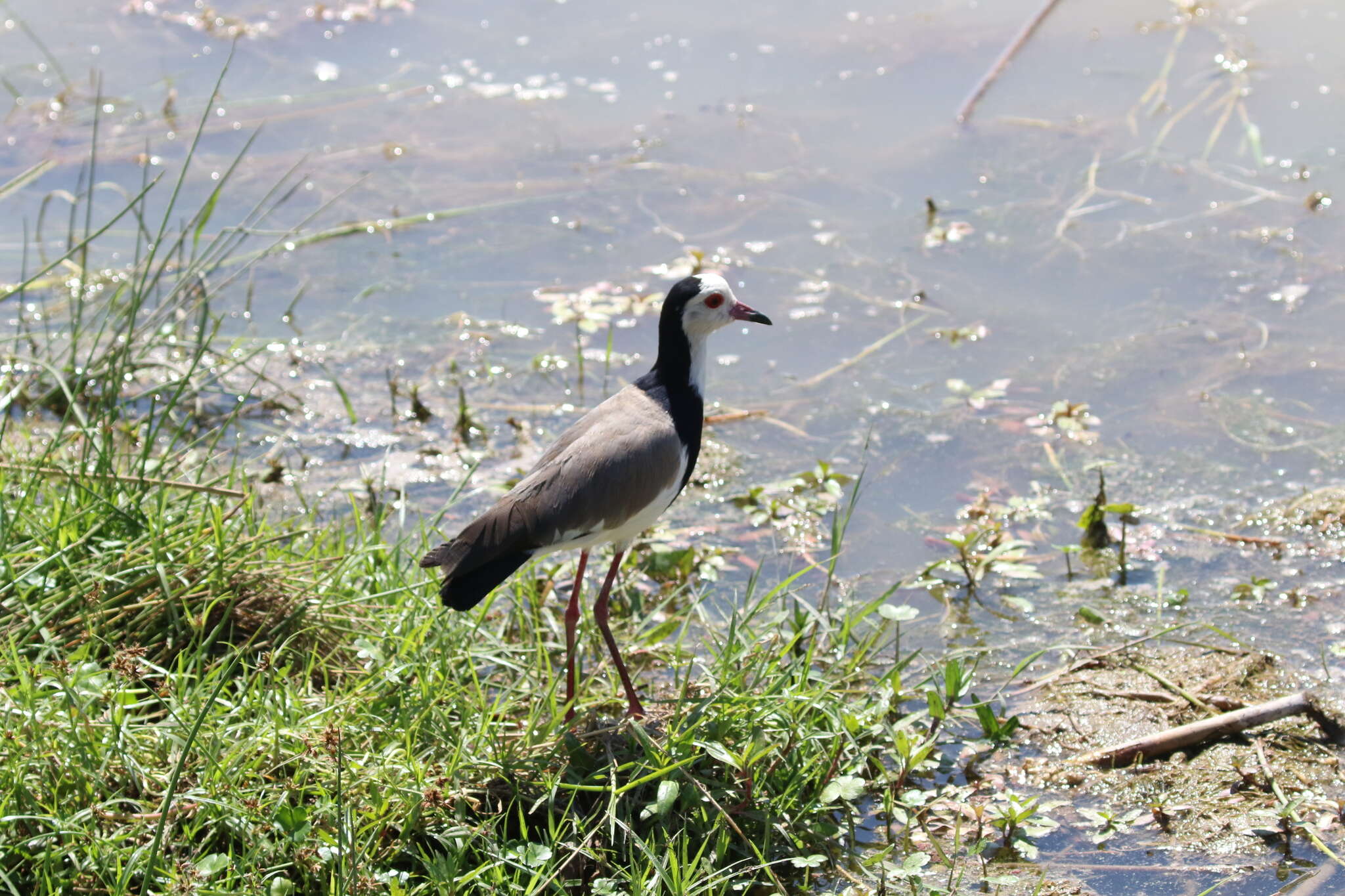 Image of Long-toed Lapwing