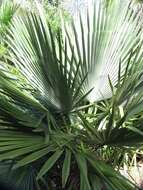 Image of Carana palm