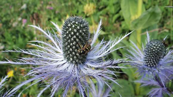 Eryngium alpinum L. resmi