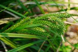 Sivun Carex metallica H. Lév. kuva