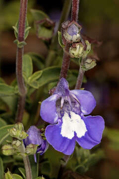 Image de Salvia muirii L. Bolus