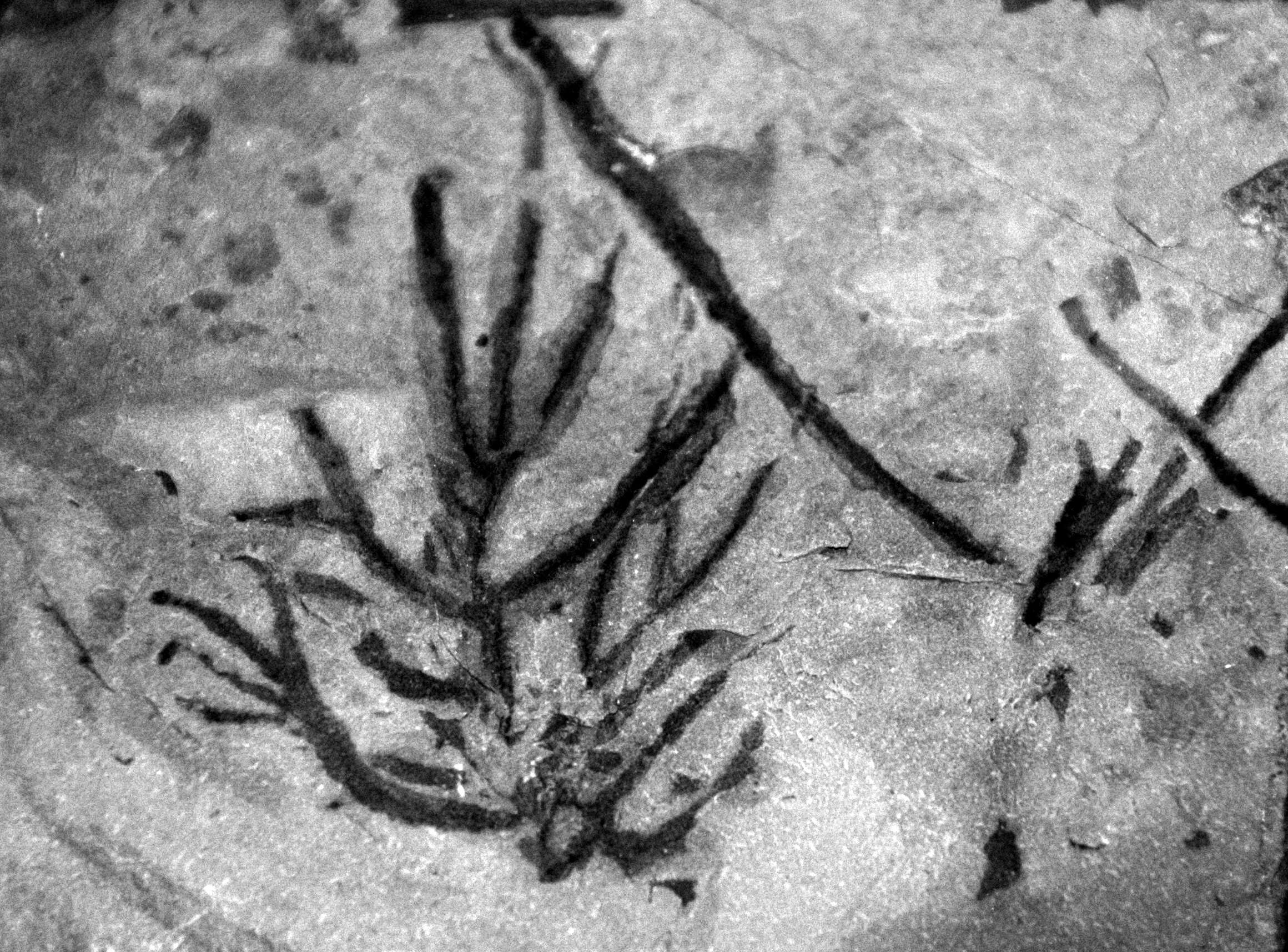 Image of Rhizomorpha