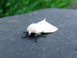 Image of Spilosoma lutea Hüfnagel 1766