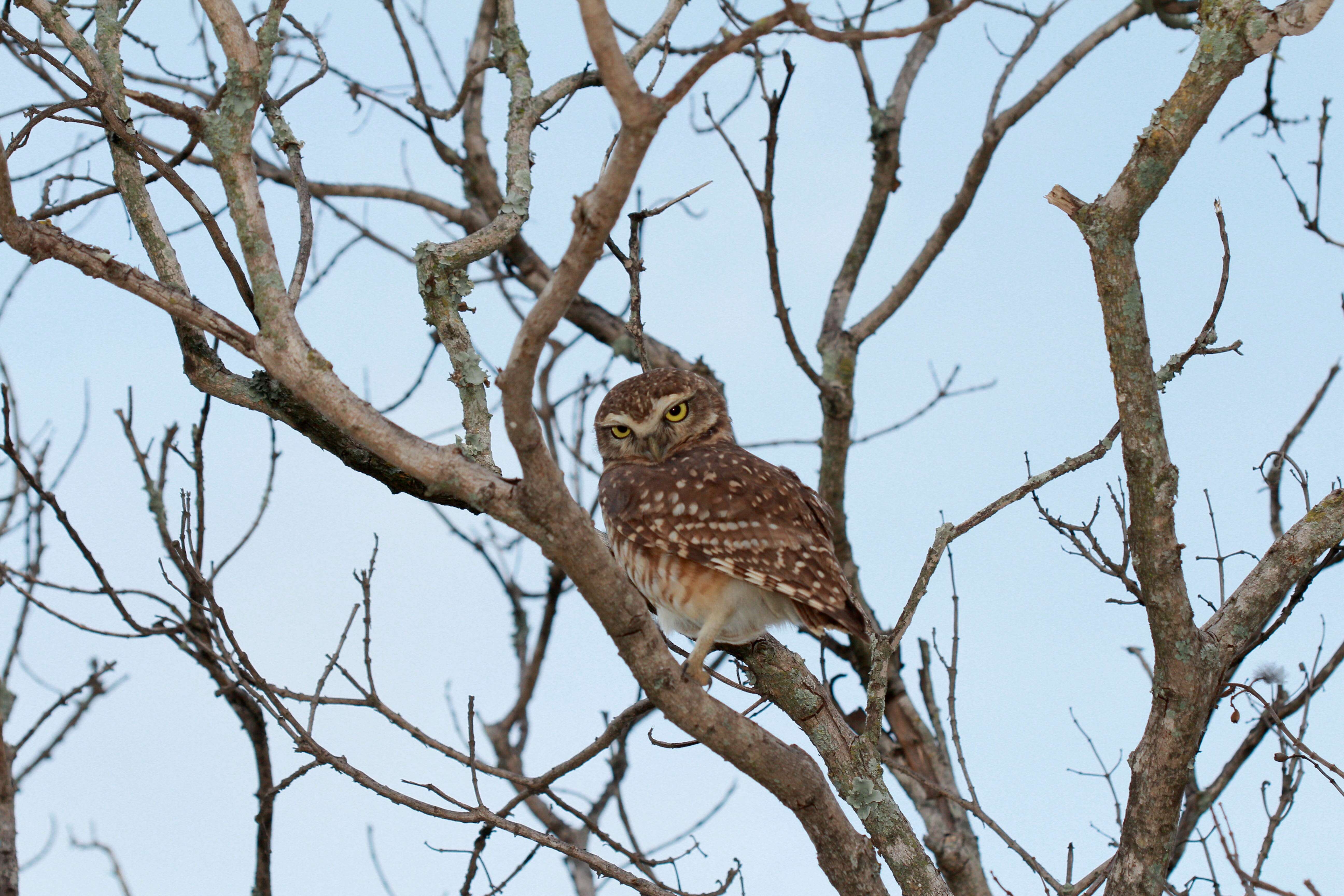 Image of Burrowing Owl