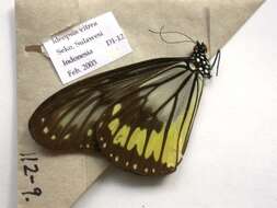 Image of Ideopsis vitrea Blanchard 1853