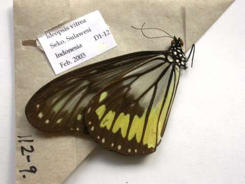 صورة Ideopsis vitrea Blanchard 1853