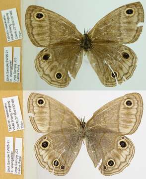 Image de Palaeonympha opalina Butler 1871