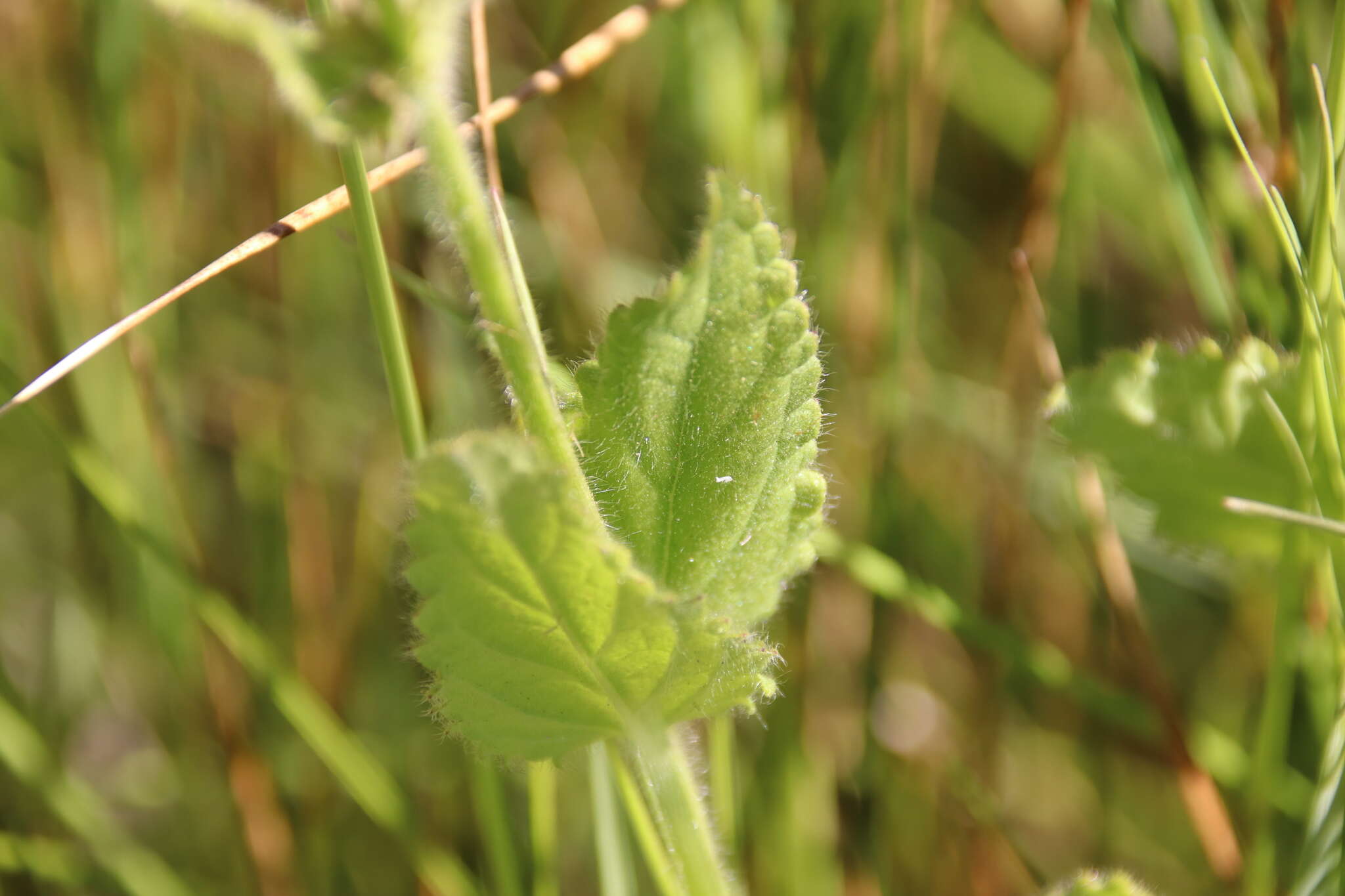 Image of Stebbins' hedgenettle