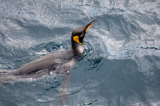 Image of King Penguin