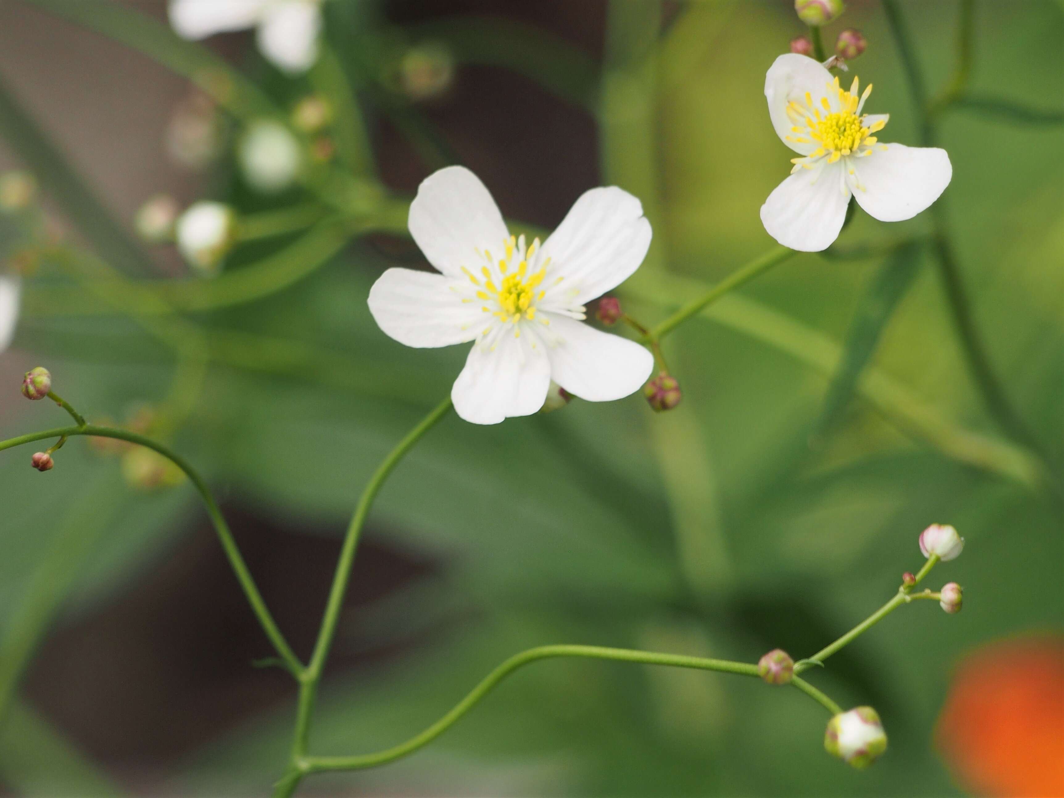 Plancia ëd Ranunculus platanifolius L.