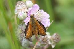 Image of lulworth skipper