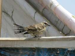 Image of Long-tailed Mockingbird