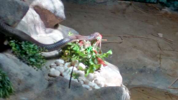 Image of Indian cobra