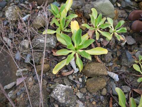 Imagem de Limonium tetragonum (Thunb.) Bullock