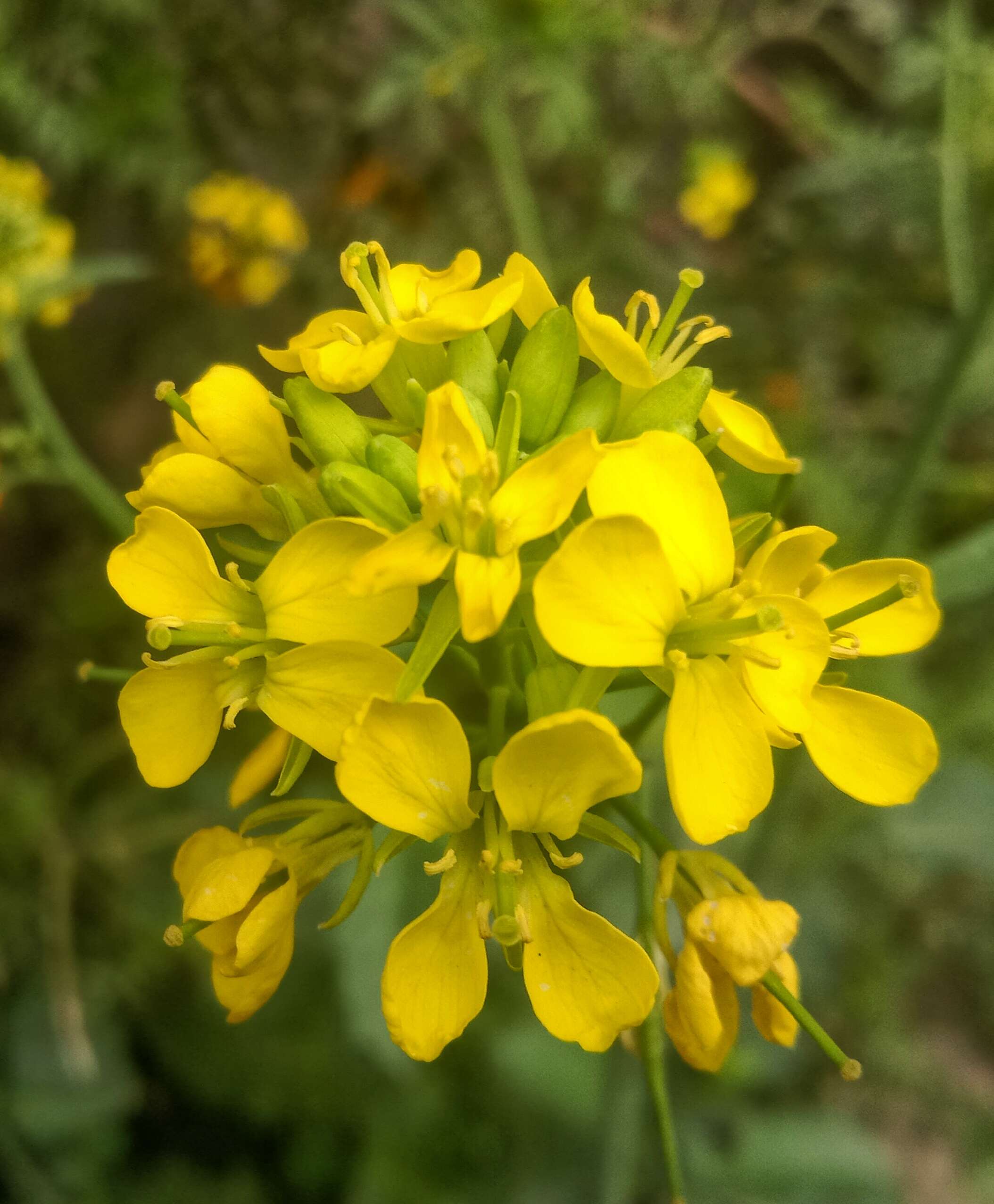 Imagem de Sisymbrium loeselii L.