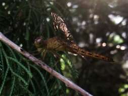 Image of Neurothemis terminata Ris 1911