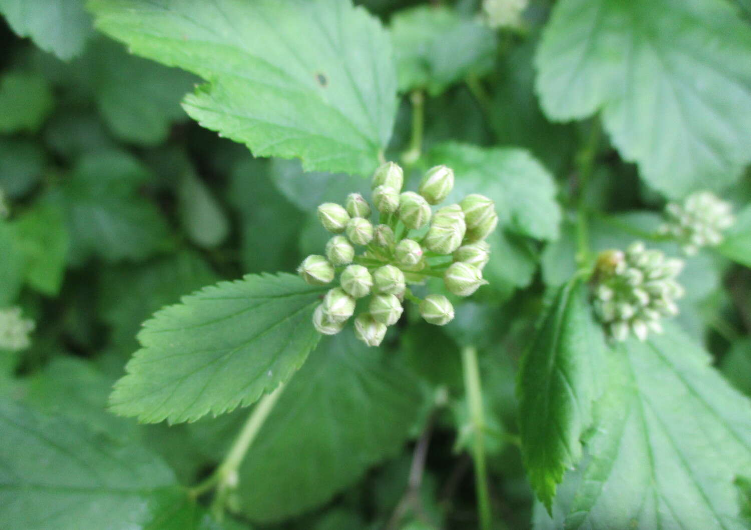 Physocarpus opulifolius (L.) Maxim. resmi