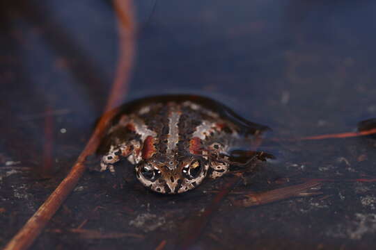 Image of Rose’s Mountain Toadlet