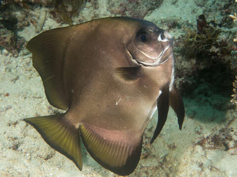 Image of Golden batfish