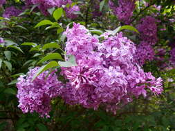 Image de Syringa chinensis Willd.