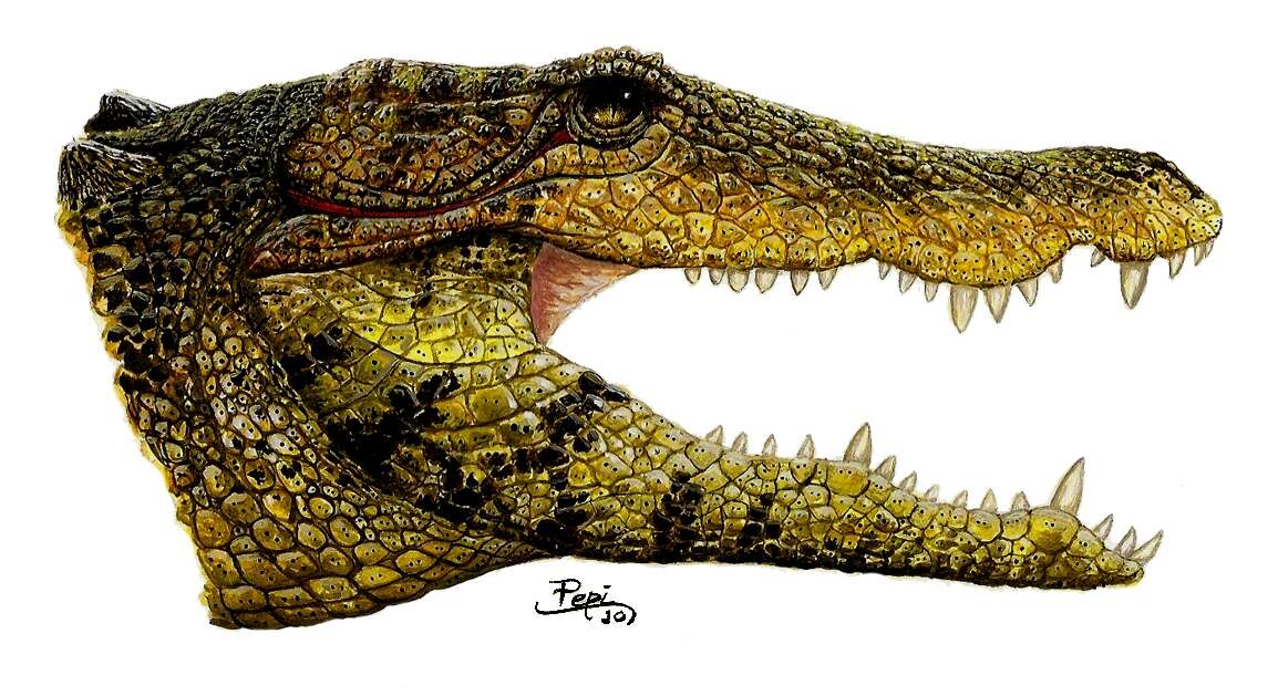 Image of Peirosauridae