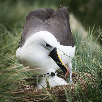 Image de Albatros de Carter