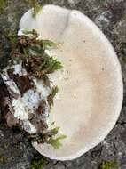 Trametes hirsuta (Wulfen) Lloyd 1924 resmi