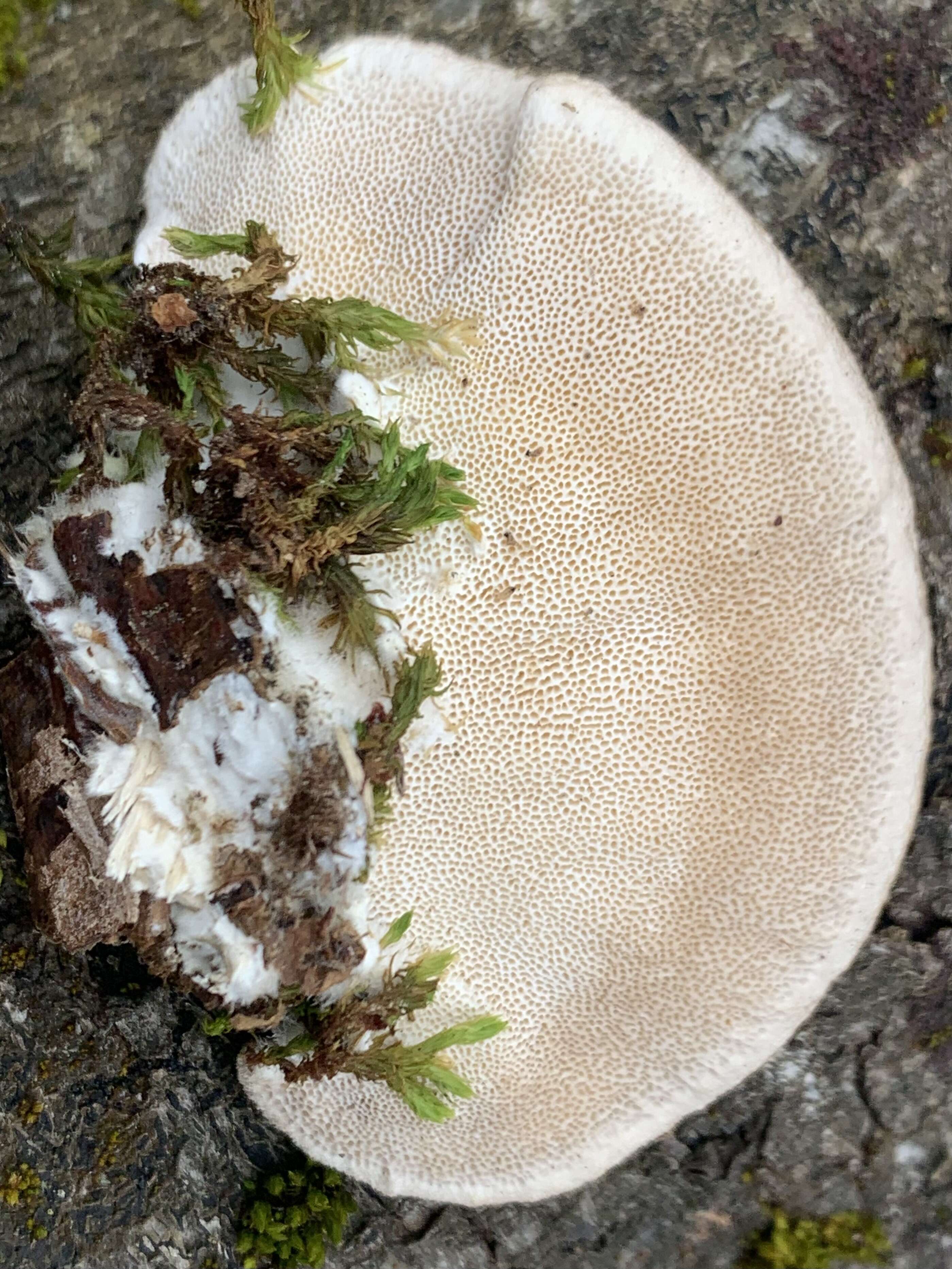 Image of Trametes hirsuta (Wulfen) Lloyd 1924