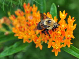 Image of milkweed