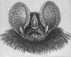 Image de Little Big-eared bat