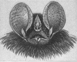 Image of little big-eared bat