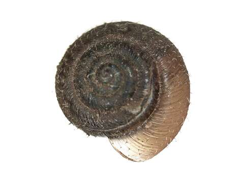 Image of Hairy Snail