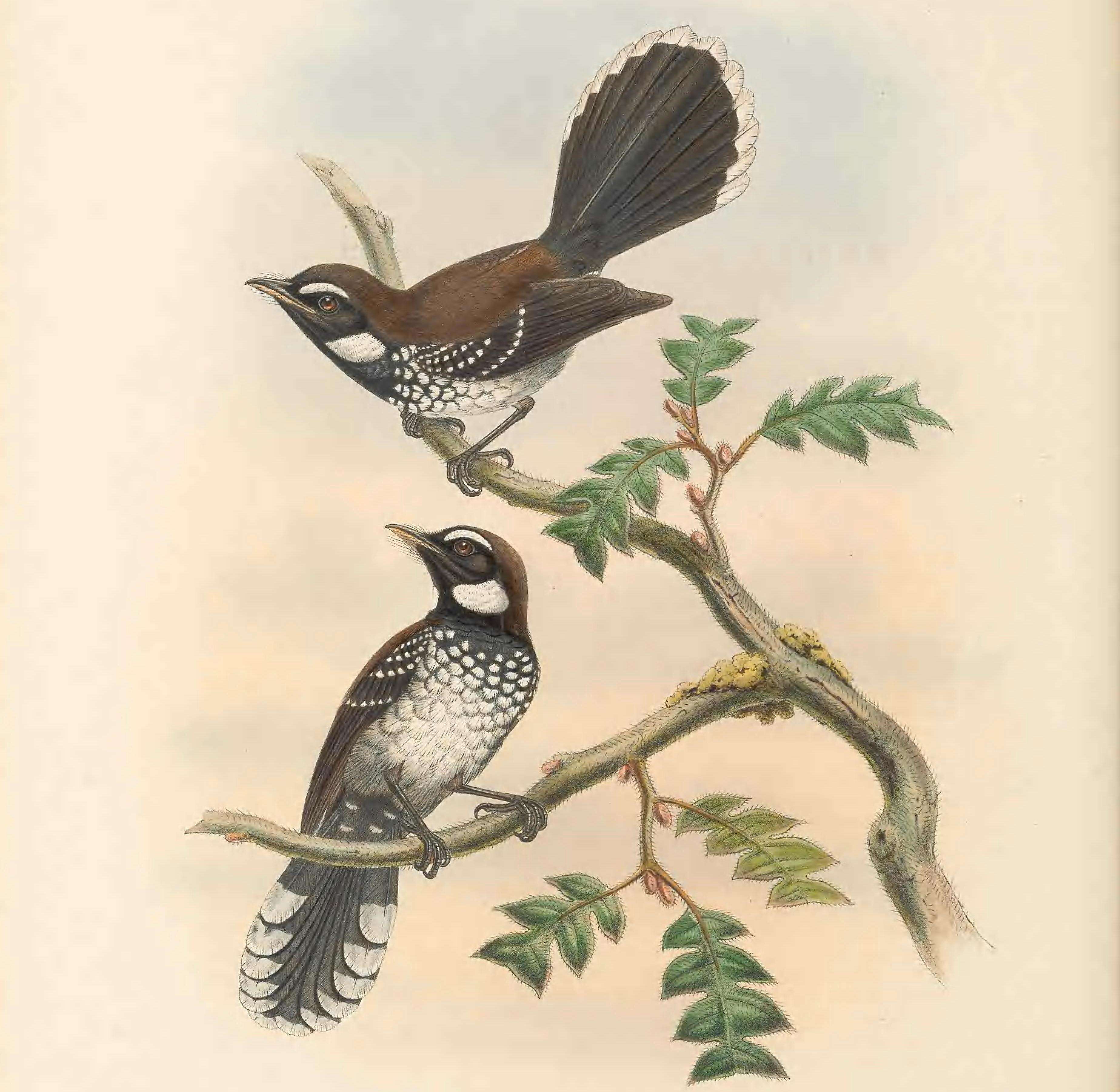Image of White-bellied Thicket Fantail