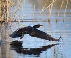 Image of Black Shag