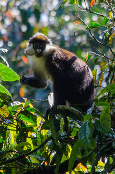 Image of Black-cheeked White-nosed Monkey