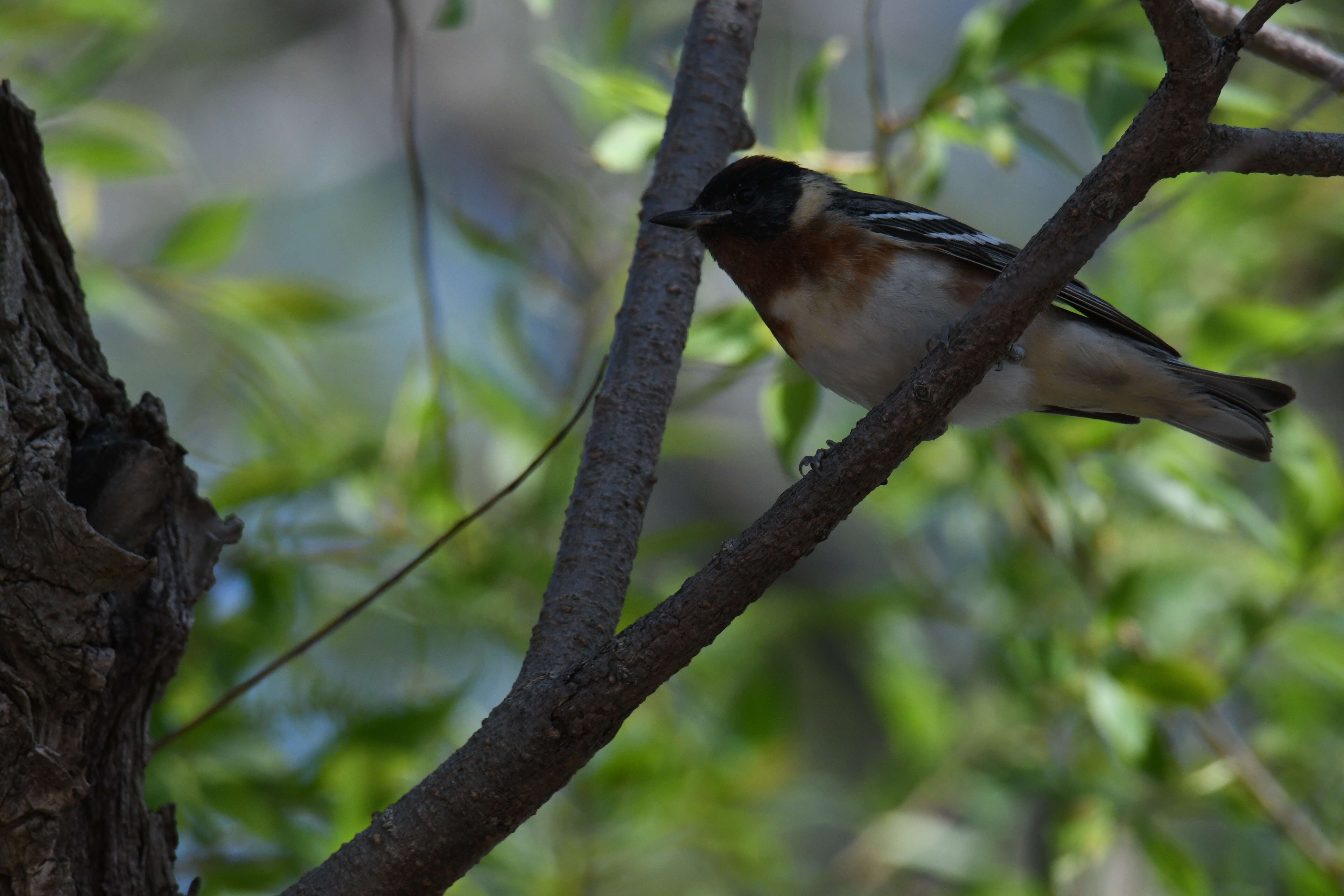 Image of Bay-breasted Warbler