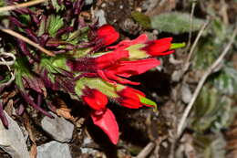 Image of Castilleja bella Standley