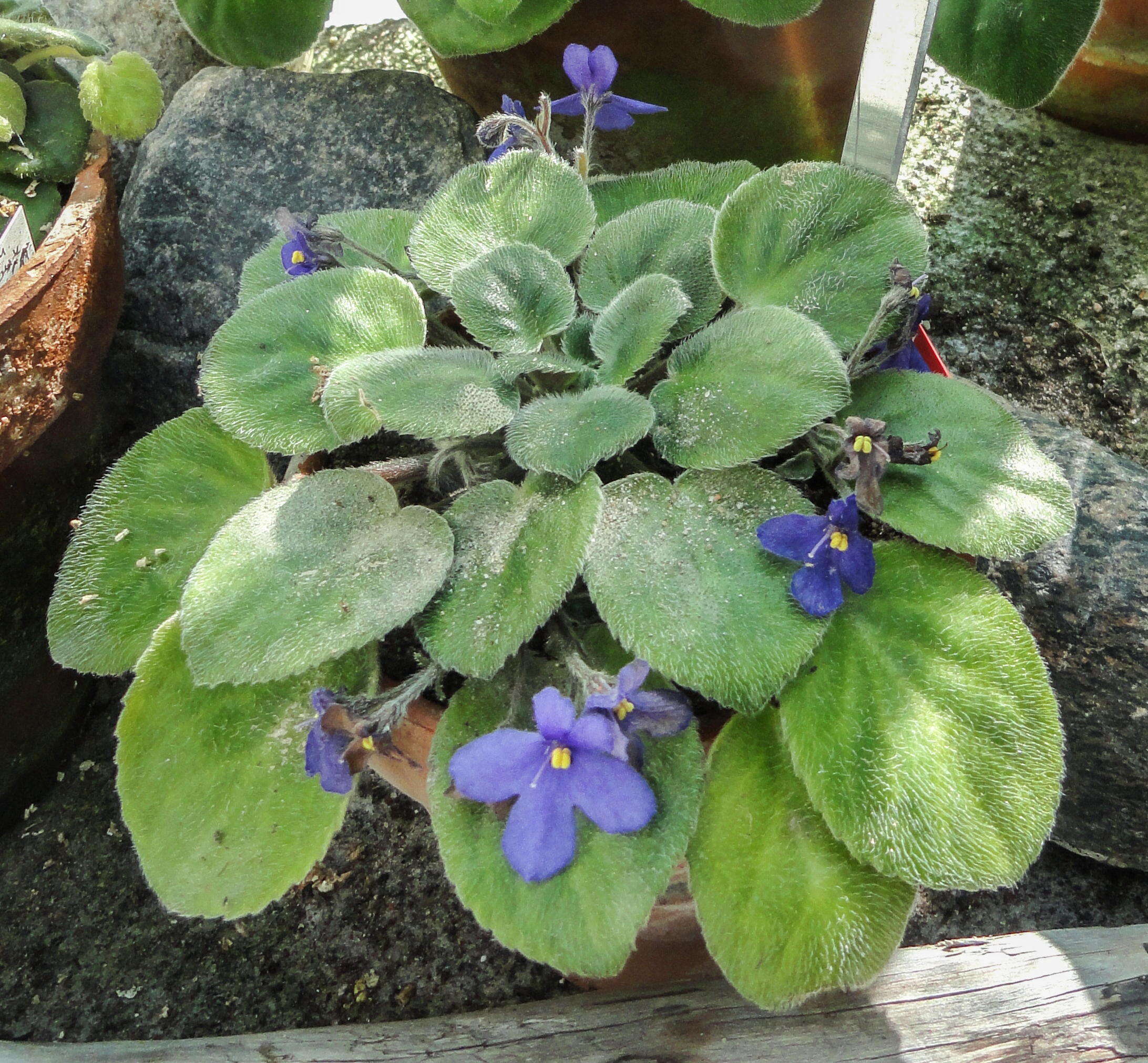 Sivun Streptocarpus teitensis kuva