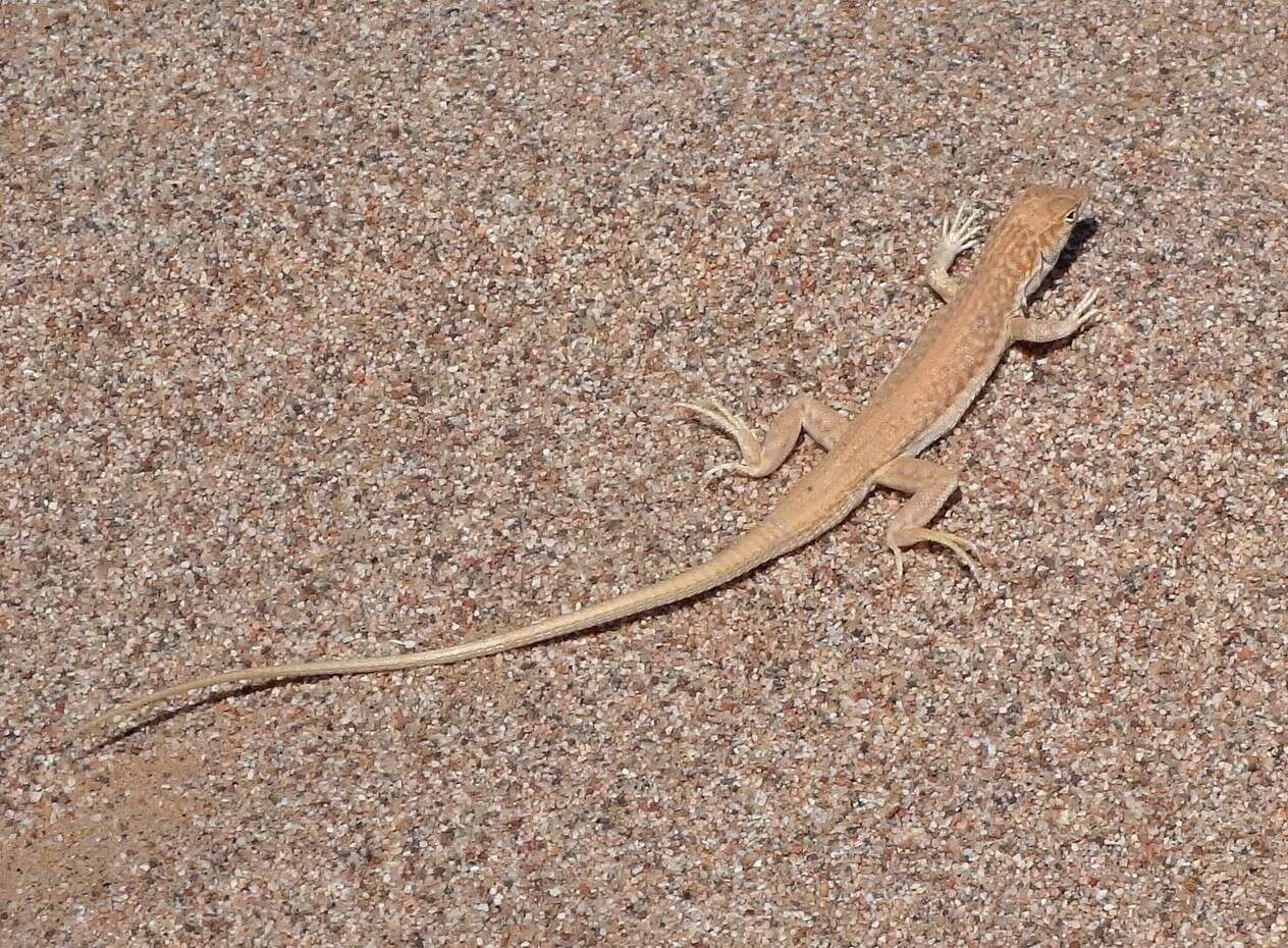 Image of Arnold's Fringe-fingered Lizard