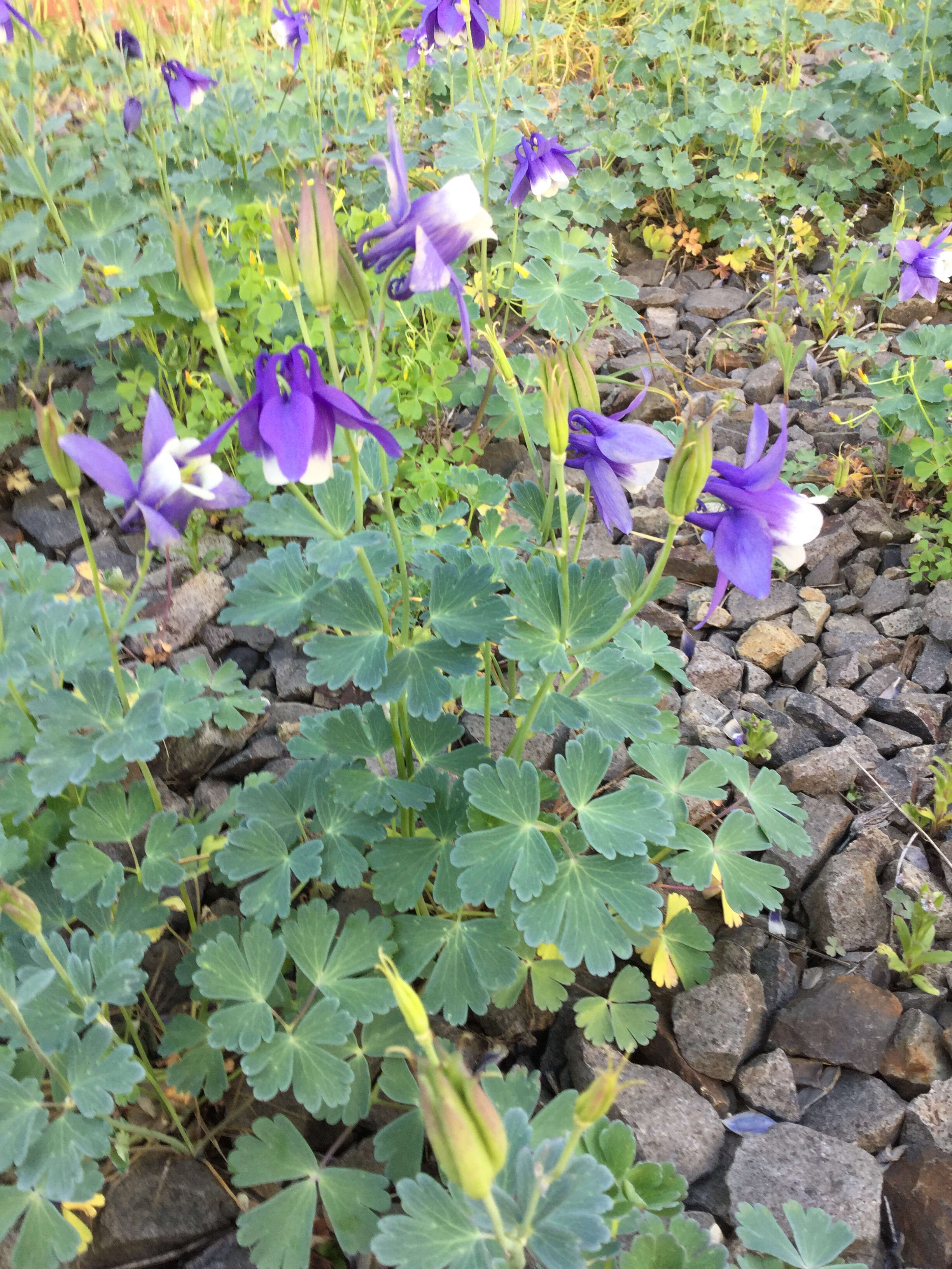 Image of fan columbine