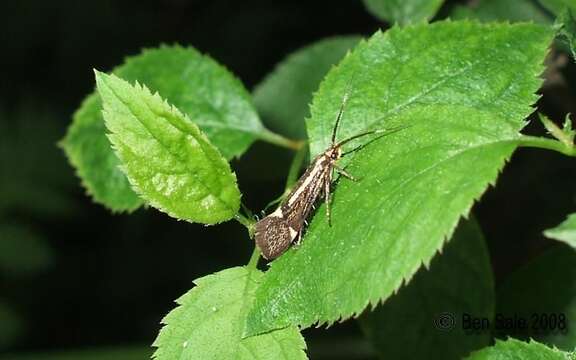 Plancia ëd Esperia sulphurella