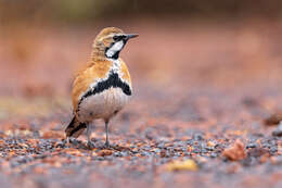 Imagem de Cinclosoma cinnamomeum Gould 1846