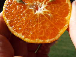 Image of Citrus reticulata