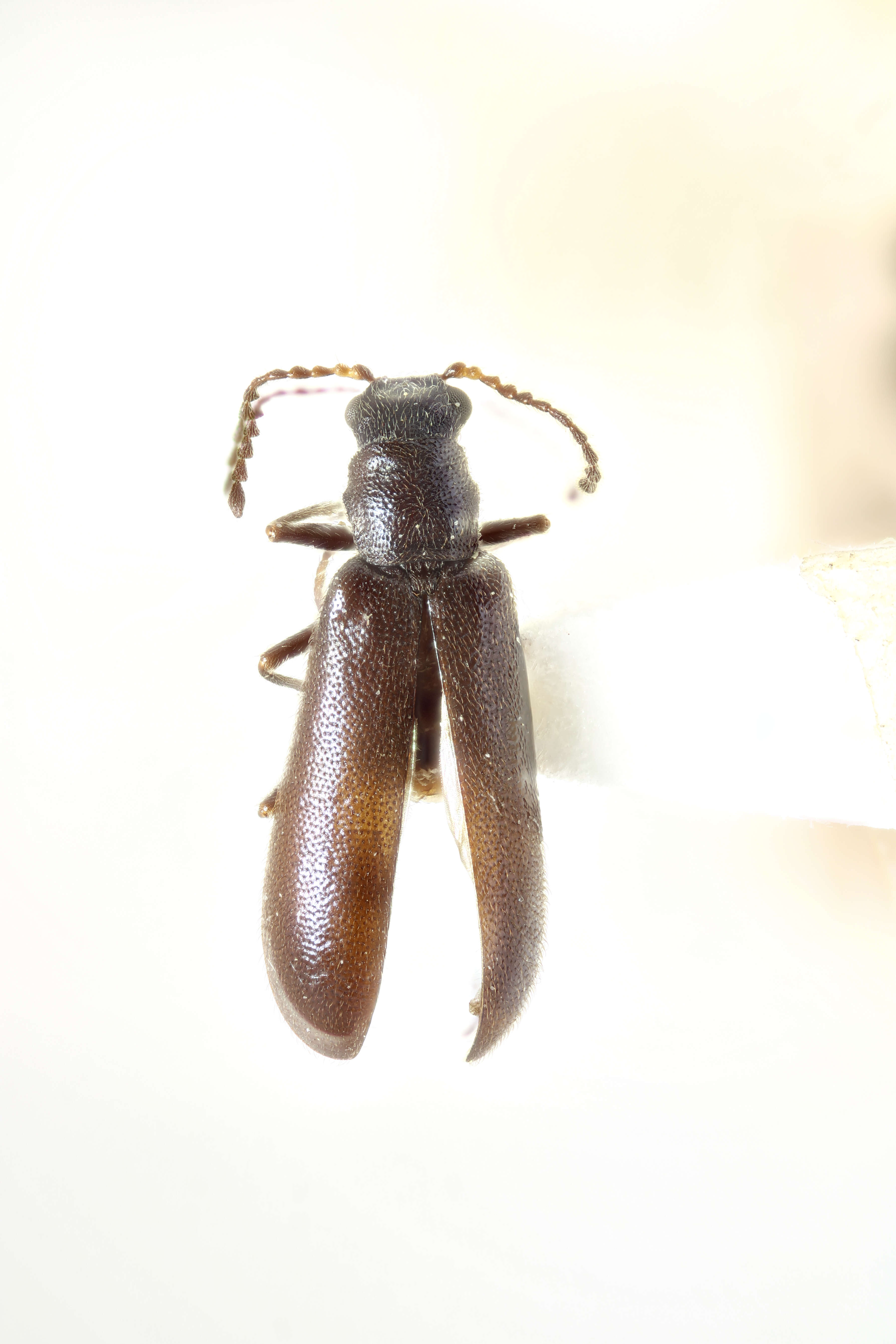 Image of soft-winged flower beetles