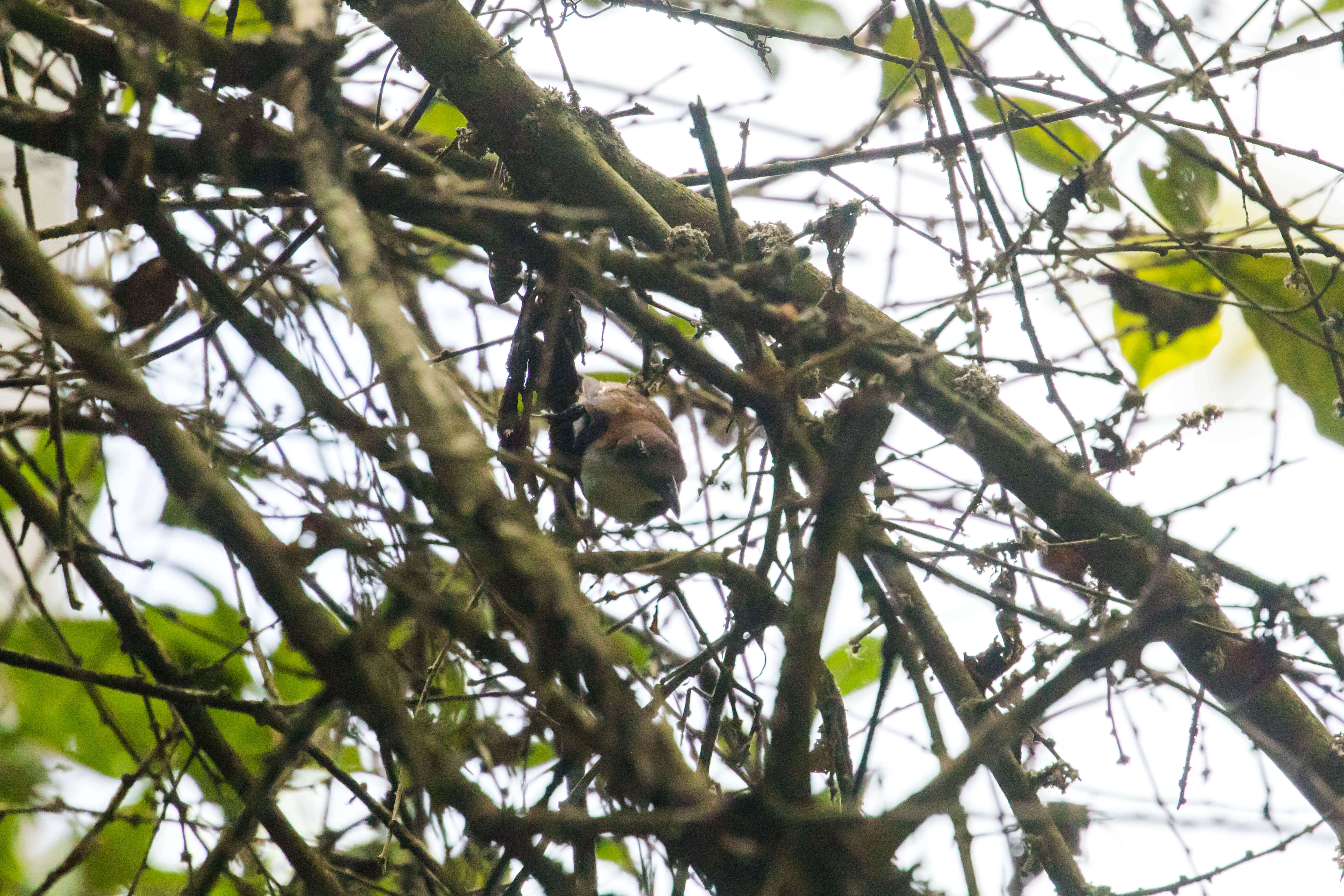 Image of Black-bellied Wren