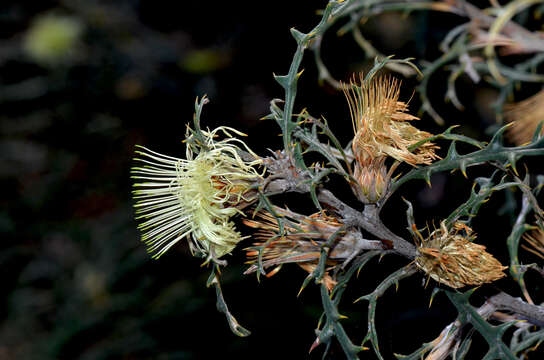 Image of Banksia hewardiana (Meissn.) A. R. Mast & K. R. Thiele