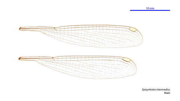 Image of Episynlestes intermedius Theischinger & Watson 1985