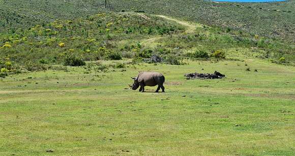 Image of Grass Rhinoceros